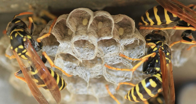 rimozione nido vespe Milano