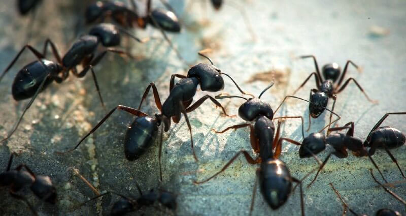 disinfestazione formiche Brianza