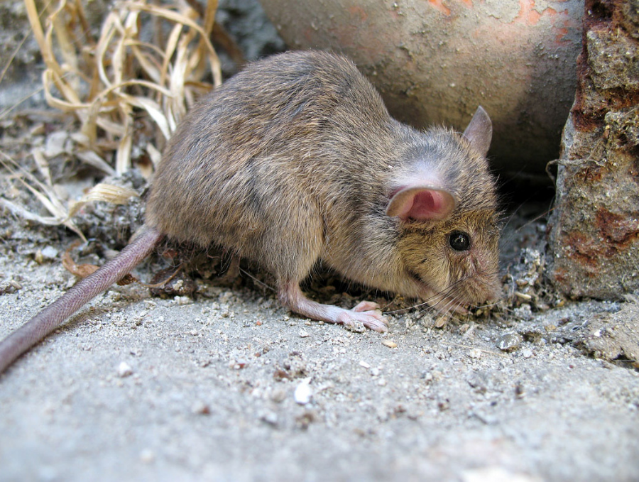 Derattizzazione, disinfestazione da topi